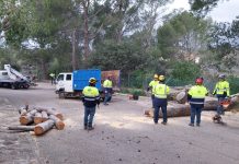 Diverses incidències a Inca a causa del fort vent